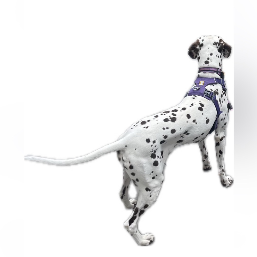 Ruffwear Front Range Dog Harness